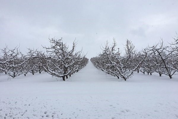 باغ میوه در زمستان